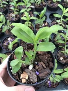 Hoa lan giả hạc, phi điệp VN178