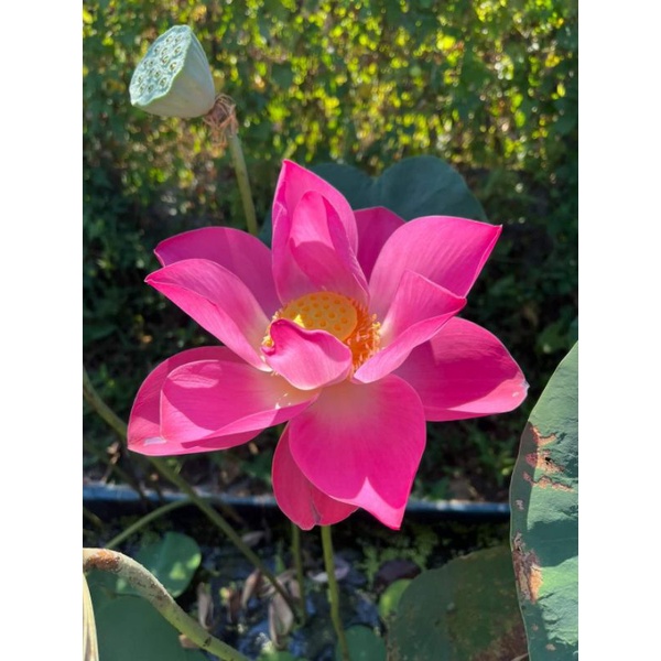 SEN THÁI : 15 màu. ngó giống