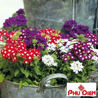 Hạt giống  hoa cúc in do (cúc vân anh) (50 hạt)  PHÚ ĐIỀN