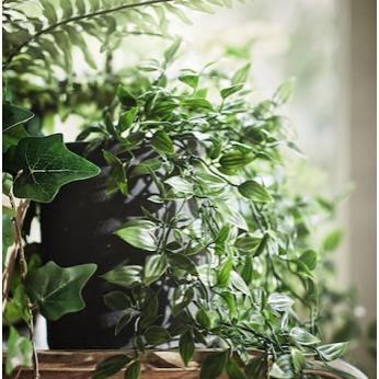 Chậu cây FEJKA IKEA chính hãng