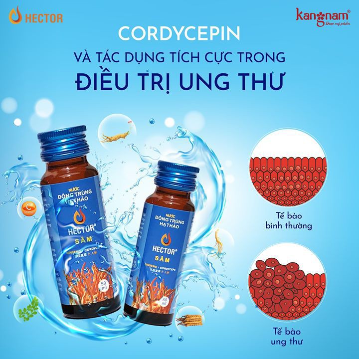 [1 CHAI] Nước Đông Trùng Hạ Thảo Hector Sâm 50ml | BigBuy360 - bigbuy360.vn