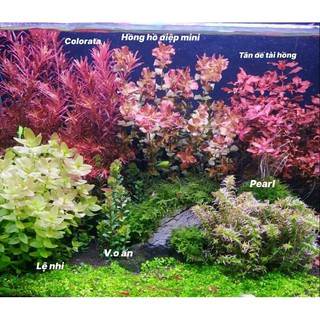 Set 6 loại cây thủy sinh lá cạn tùy chọn