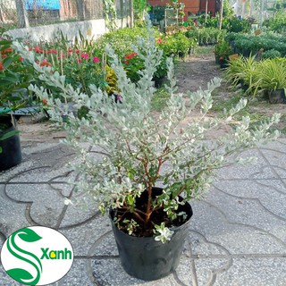 Cây Tuyết Sơn Phi Hồ Hoa Tím Đẹp