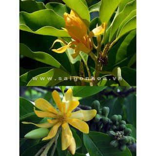 Bầu cây giống cây ngọc lan hoa vàng - cgcnlhv