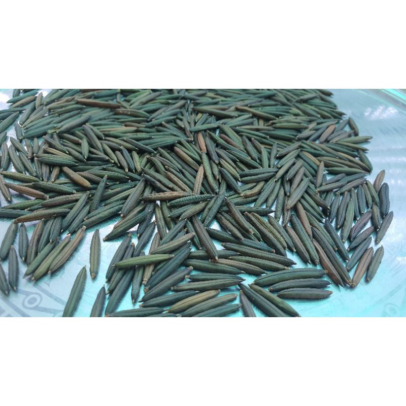 Hạt giống cây cỏ nổ  - 20 quả