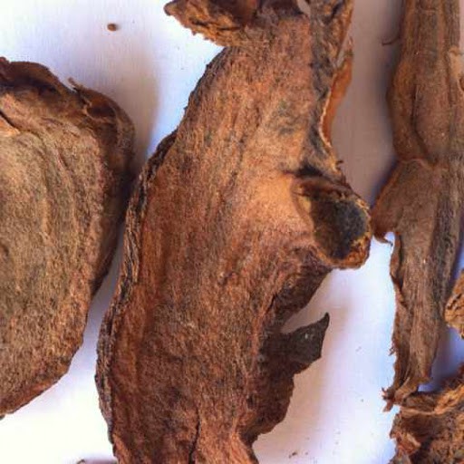 Cốt toái bổ hay gọi là tắc kè đá thượng hạng JINDO 1kg hỗ trợ tốt cho xương khớp