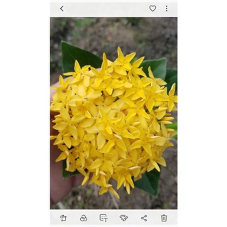 Mỹ vàng chanh _ 1 cây giống bông trang mỹ vàng chanh cao 23_25cm