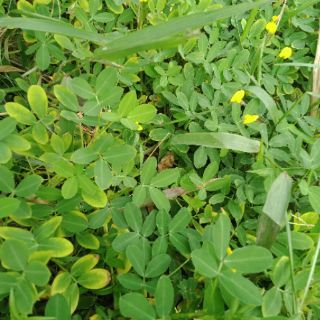 Cây  cỏ lạc đậu phộng
