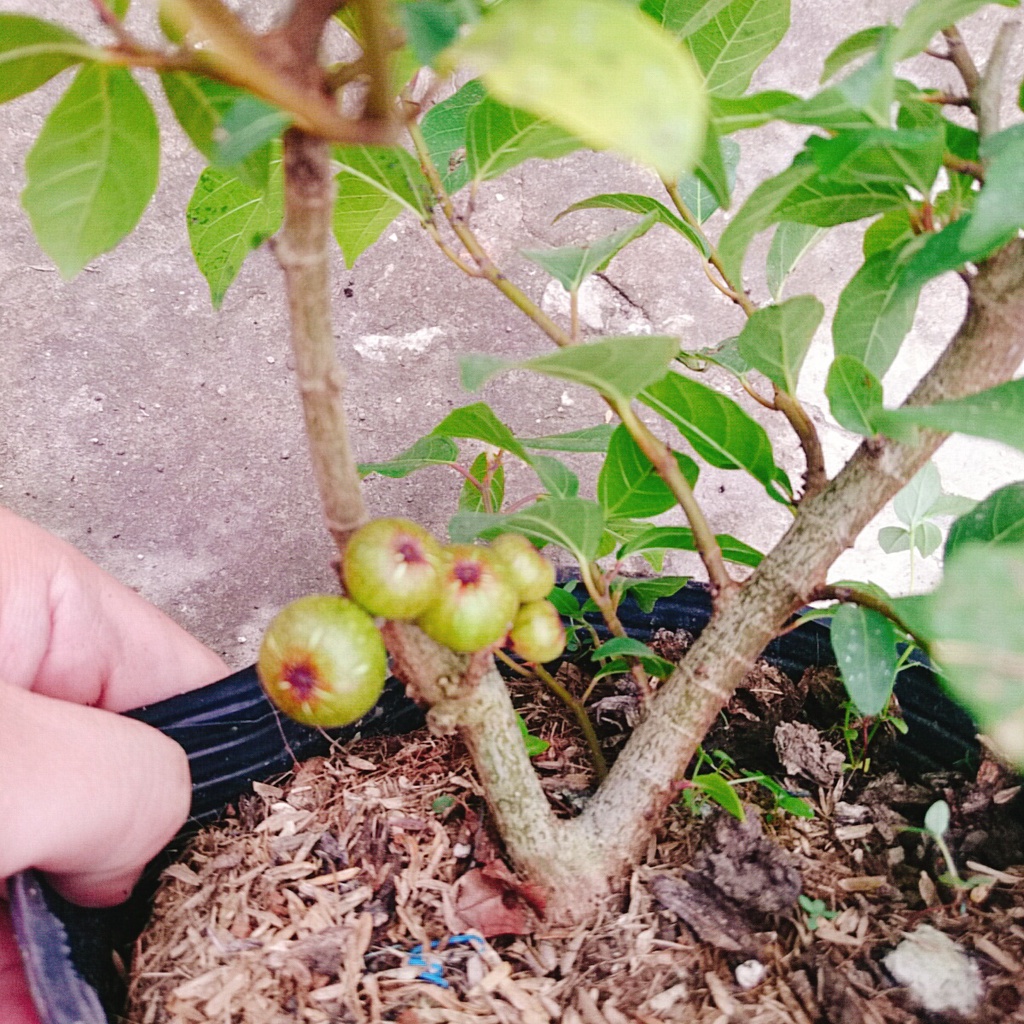 Cây sung ta - cây cảnh trong nhà - caykiengsadec