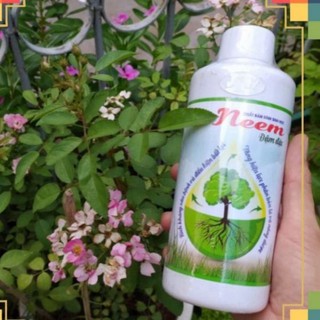 Dầu neem chất bám dính sinh học hữu cơ -500ml. Phòng trừ sâu hại, nhện, bọ trĩ, rệp sáp.