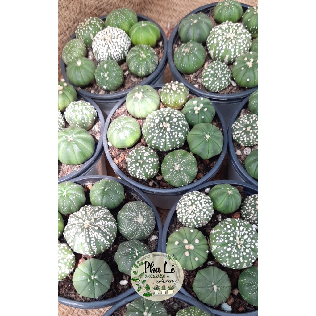 Chậu mix xương rồng aster đẹp sale từ 127k