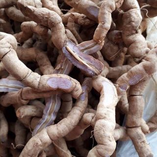Ba kích tím quảng ninh- tiên yên quảng ninh việt nam