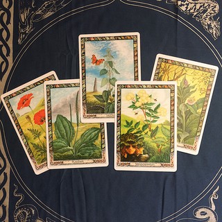 Bộ bài The Druid Plant Oracle