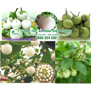 Sale off Hạt giống cà pháo cực đẹp.