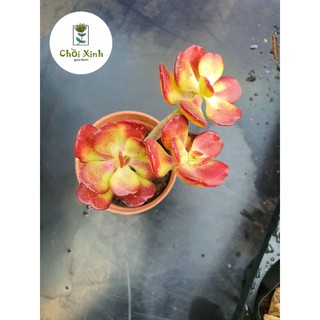 Sen đá thạch bích đỏ gốc thụ