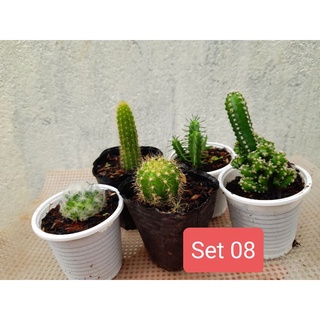Set 5 xương rồng mini (giao ngẫu nhiên) Hoa Đá BMT