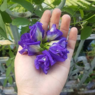 CÓ SẴN  Cây giống hoa đậu biếc
