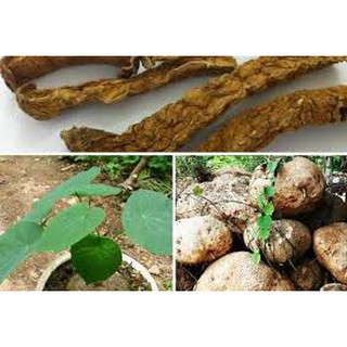 Củ Bình Vôi khô