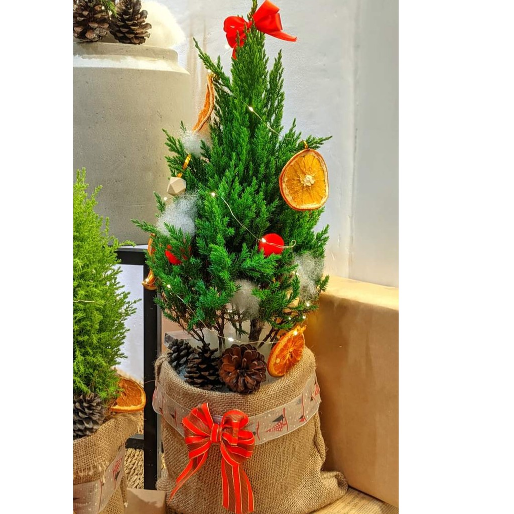 Cây Sơn Tùng cao 90cm 60cm và 45cm hay còn gọi là cây thông tươi Noel giáng sinh chưa trang trí