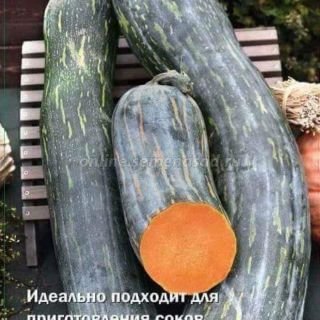 Hạt giống bí ngô dài đặc ruột