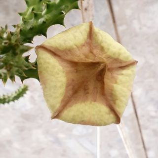 Sao biển Edithcolea grandis
