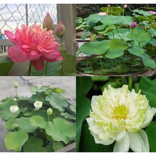 Hạt giống Sen Bách Diệp (Sen quan âm - Sen Cung Đình) 5 Hạt ✅