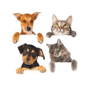 Phụ Kiện Chó Mèo TPHCM