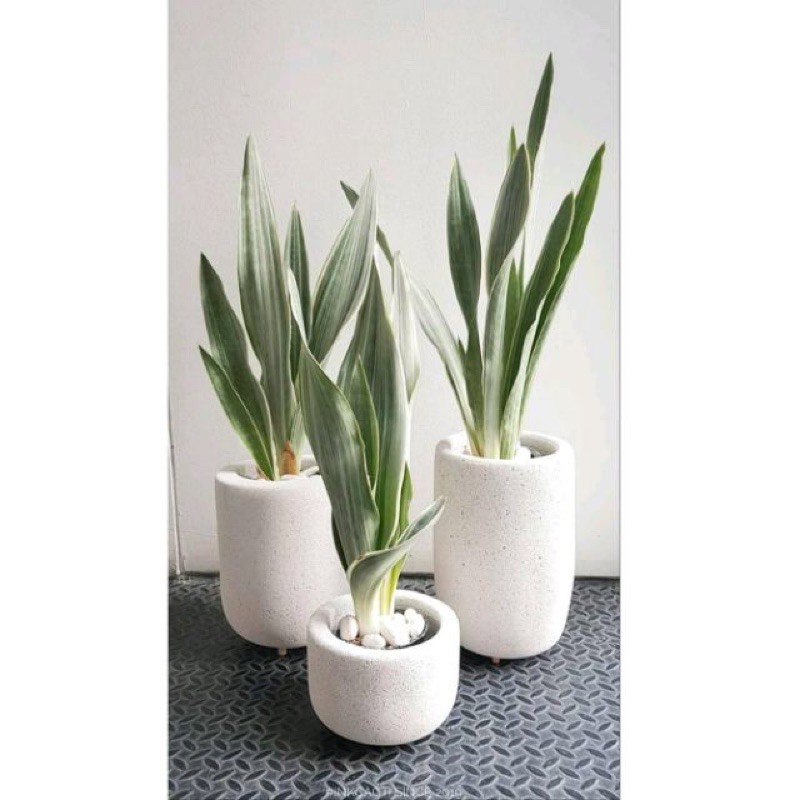 Lưỡi hổ bạc Siam Thái - Sansevieria Metallica Siam Silver