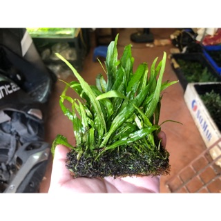 Dương xỉ lá hẹp thuỷ sinh