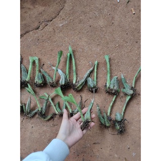 1 củ địa lan bầu riệu (túy lan)