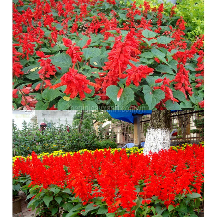 [Gói 300 hạt] Hạt Giống Hoa Xác Pháo F1 Loại Siêu Dễ Trồng, Hoa Nở Đẹp Tặng kèm Hướng Dẫn Trồng