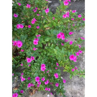 chậu 3 cây dừa cạn con