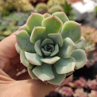 Sen liên đài trắng