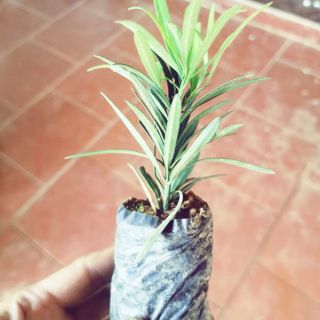 Tùng la hán giống