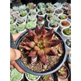 Sen đá đế vương đỏ 🌵hư 1 đổi 1