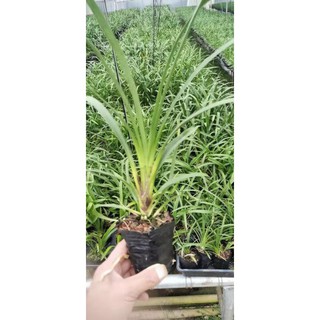 địa lan santo chậu giống, gửi đi cả chậu