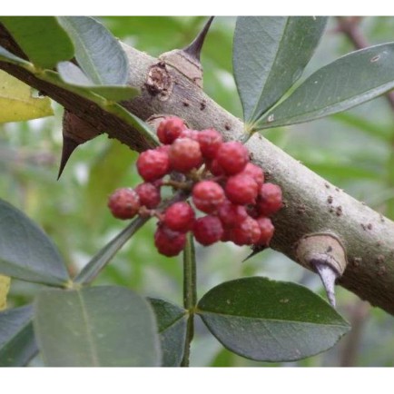 Hoa Tiêu Đỏ Tứ Xuyên 100g - Loại 1, hàng nội địa Trung | BigBuy360 - bigbuy360.vn