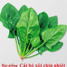 Hạt Giống Cải Bó Xôi  Chịu Nhiệt, Dễ Trồng - gói 20g