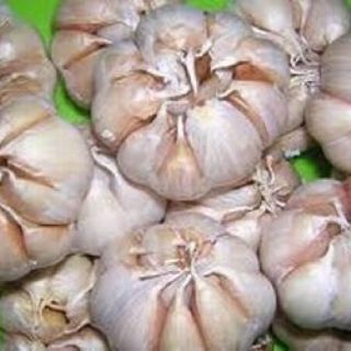 Tỏi bông sen