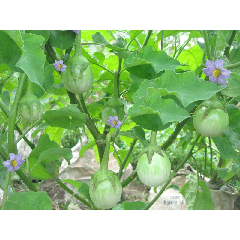 Hạt giống cà ghém cà ngọt lai F1 giòn ngon - rau củ quả trồng chậu, sân vườn ngon giòn ngọt nảy mầm cao 0.2gr RADO 525