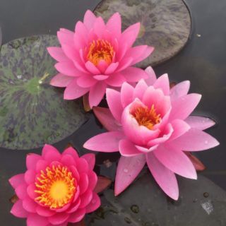 Củ hoa súng thái mini