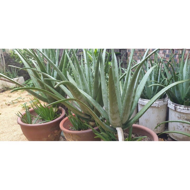 COMBO 5KG BẸ NHA ĐAM MỸ RẤT TO