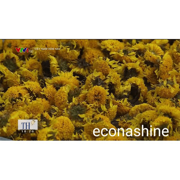 Trà hoa cúc vàng sấy lạnh nguyên bông tuyển chọn loại đặc biệt Mộc Hương Sơn Gói 15gr