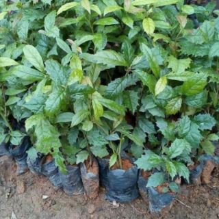 Combo phân bón cho cây cảnh  ( 3.5kg )
