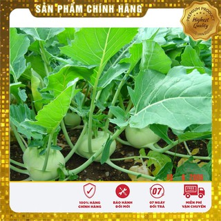 Hạt giống su hào xanh