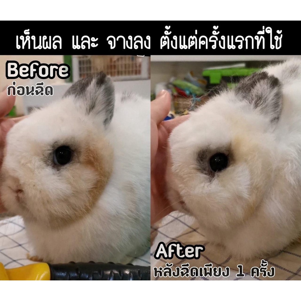 Tắm Khô Thú Cưng Tẩy Ố 🐶 FREE SHIP 🐶 Vệ Sinh Lông Dạng Xịt Phun Thành Phần TỰ NHIÊN Cho Chó Mèo Thỏ , Bọ , Sóc Bắc Mỹ