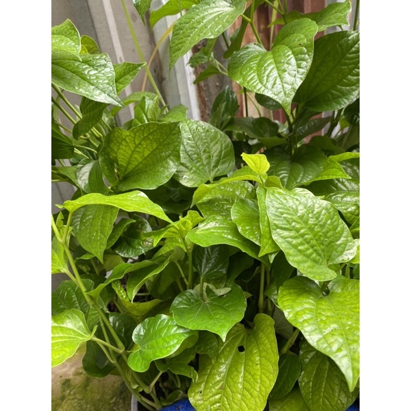 CÂY LÁ LỐT