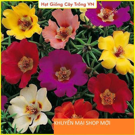 Hạt giống Hoa Mười Giờ Cánh Đơn Nhiều Màu, Dễ Trồng khuyến mại shop mới