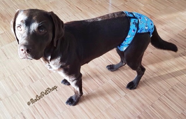 Quần chip dành cho bé cún 10-50kg
