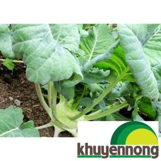 hạt giống xu hào xanh 200 hạt (su hào)